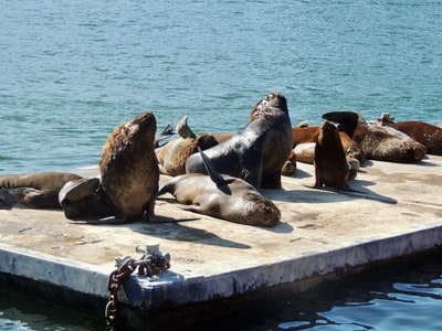 During the day, the sea lions on the wall of white cement
